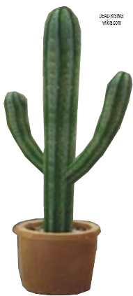 Cactus PNG - 12093