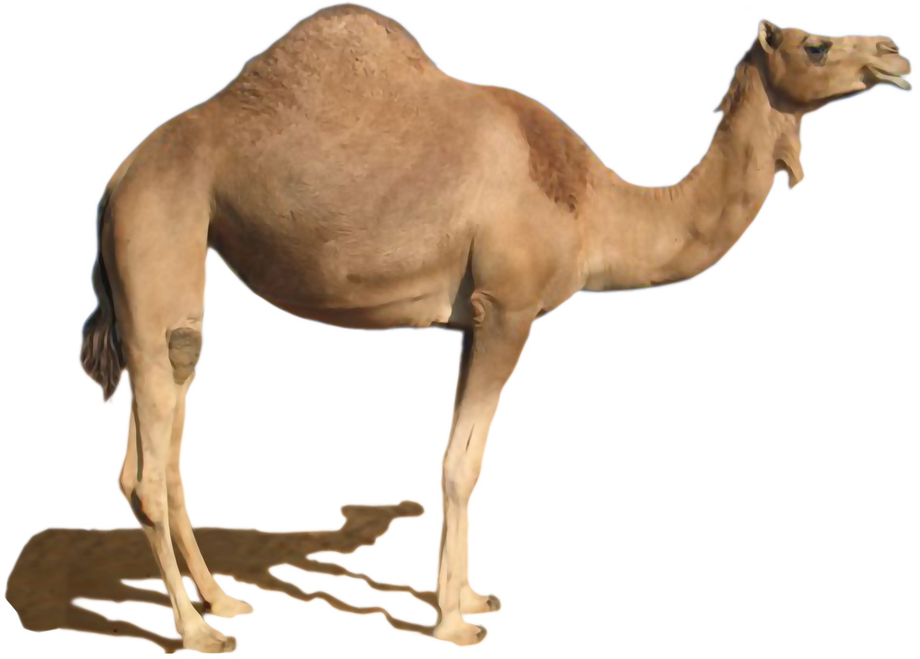 Painted desert camel, Hand Pa