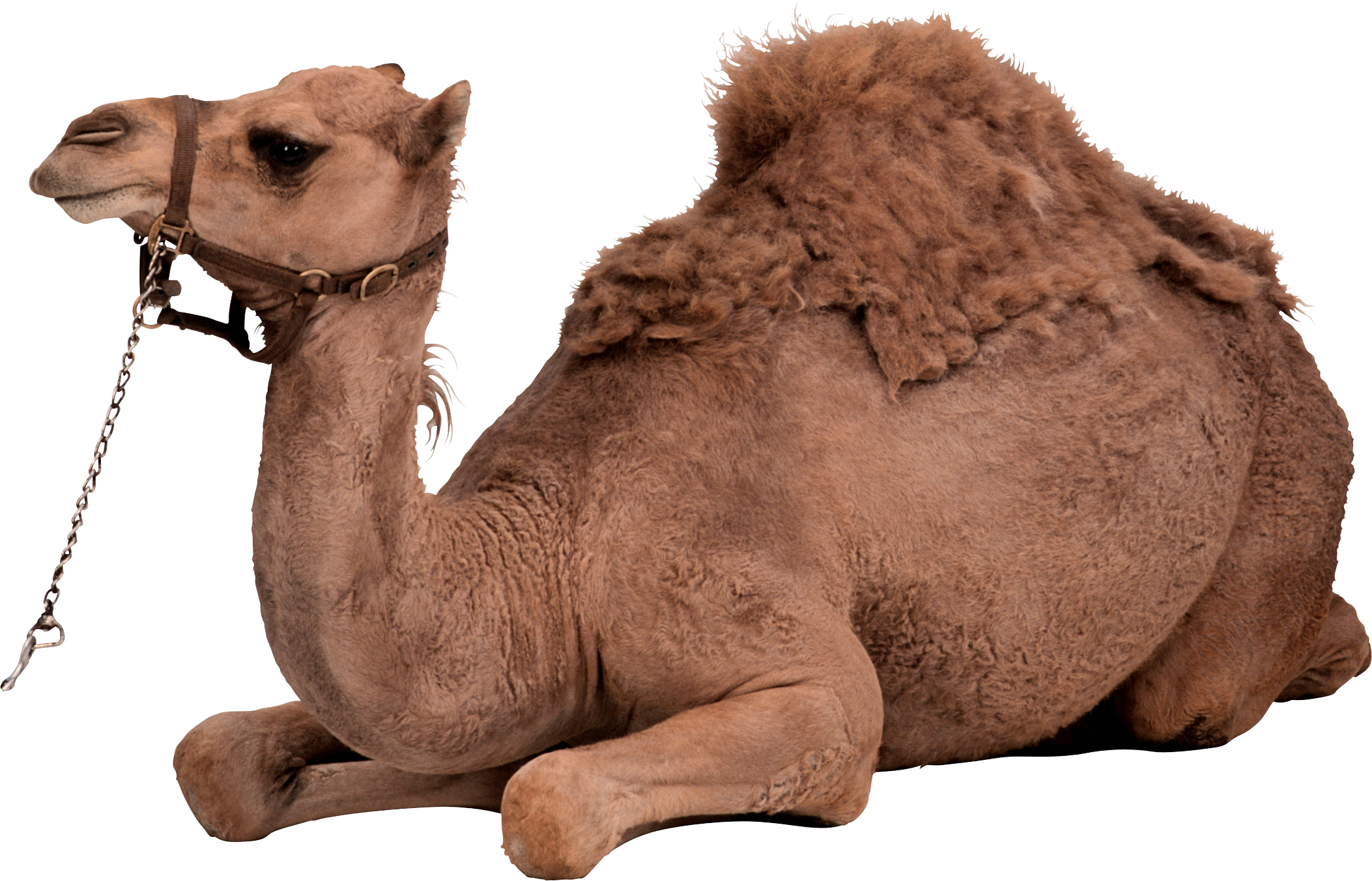Camel HD PNG - 119174