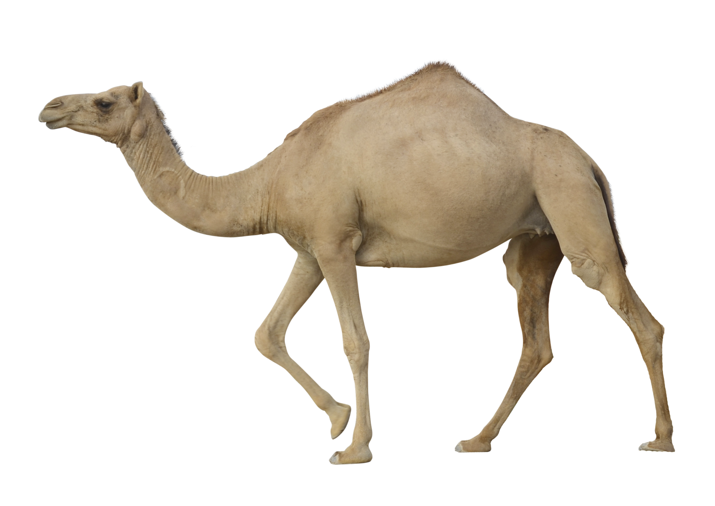 Camel HD PNG - 119180