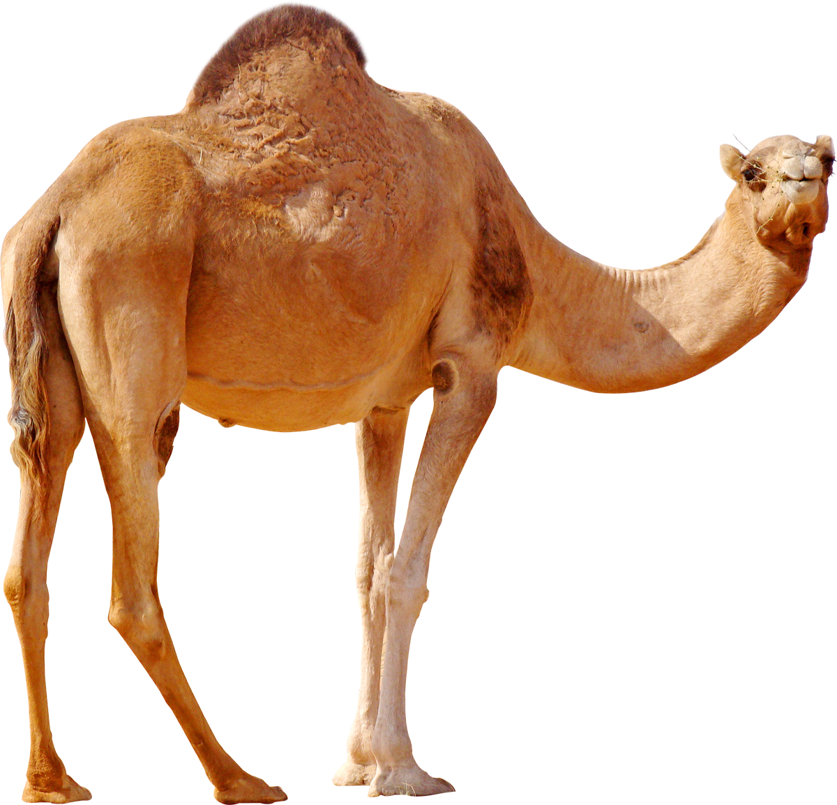 Painted desert camel, Hand Pa