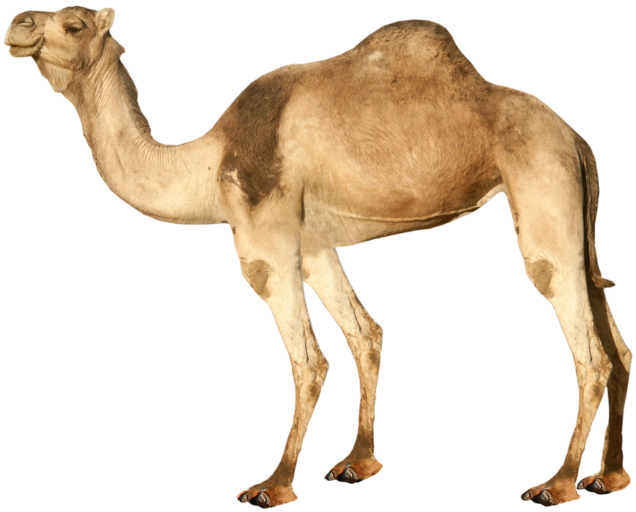 Camel HD PNG - 119176