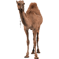 Camel HD PNG - 119179