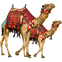 Camel HD PNG - 119185