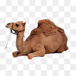 Camel HD PNG - 119186