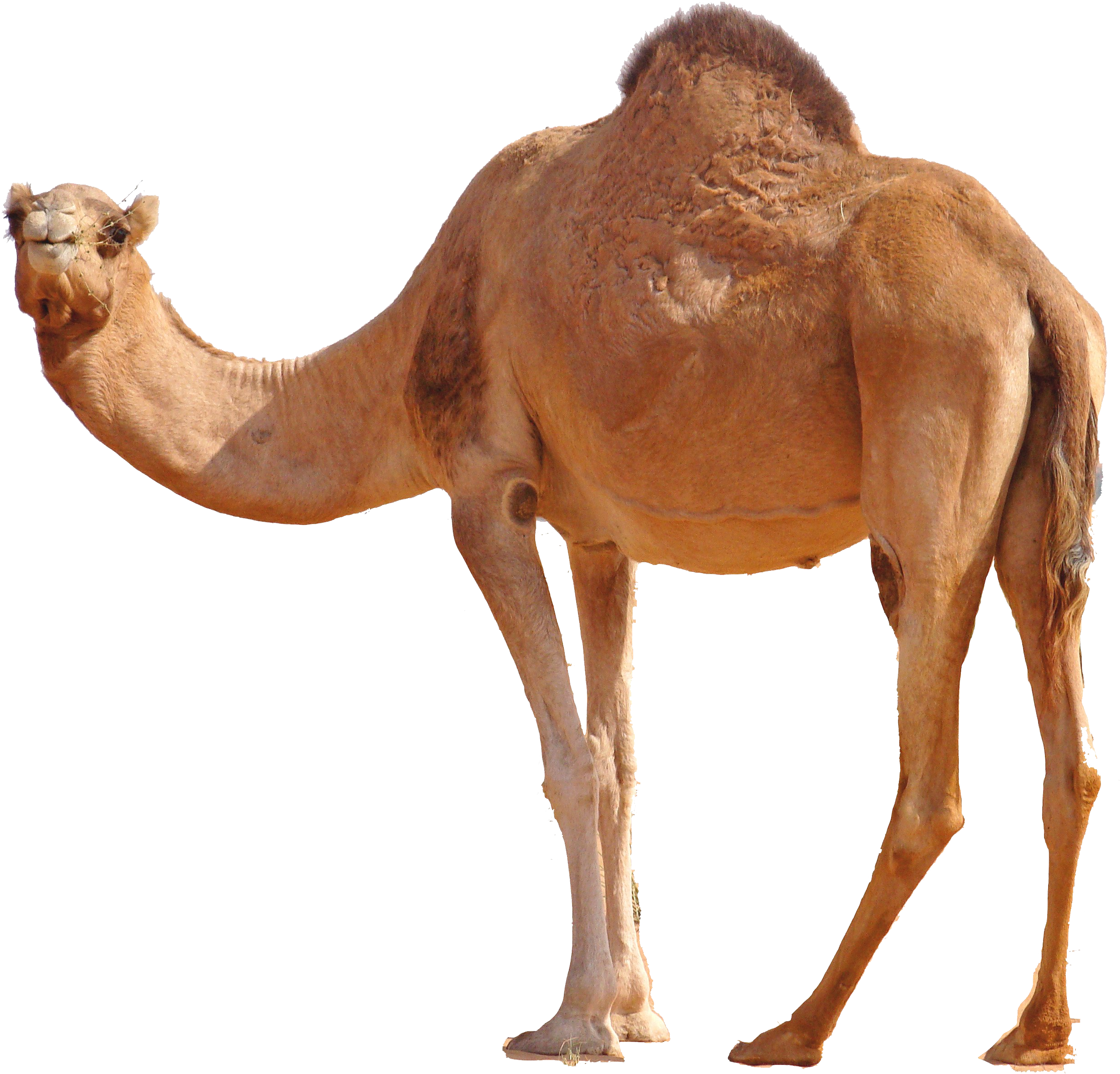 Camel PNG - 4365
