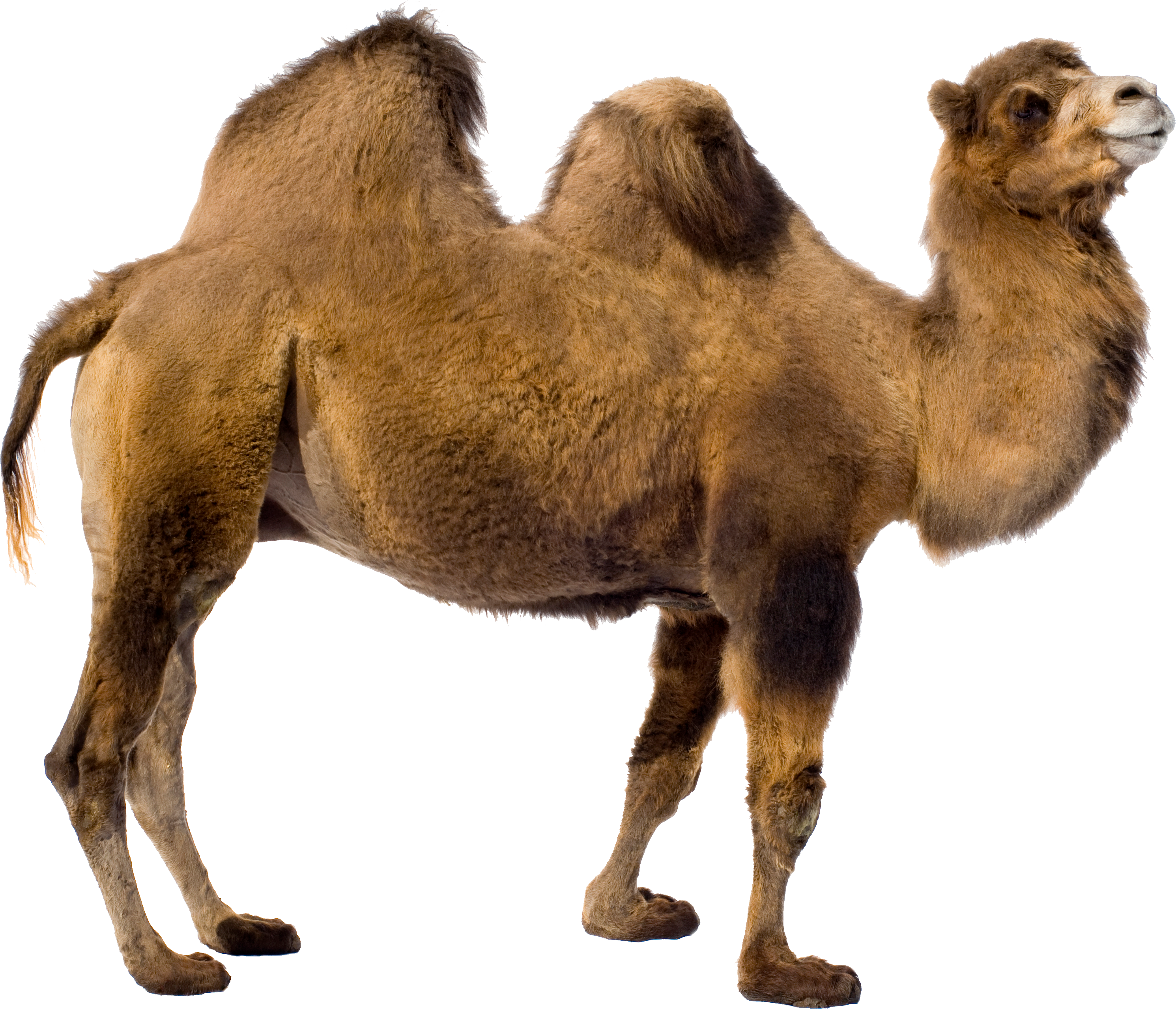 Camel PNG - 4379