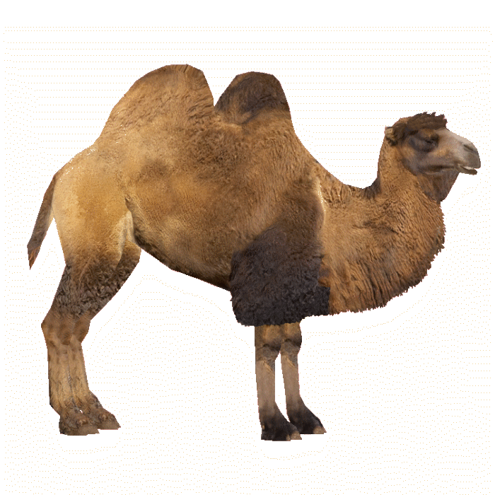 Camel PNG - 4378