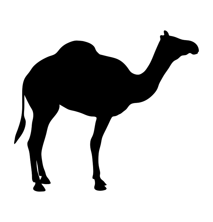 Camel PNG Black And White - 144850