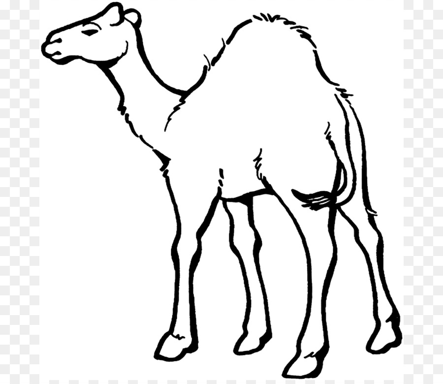 Camel PNG Black And White - 144838