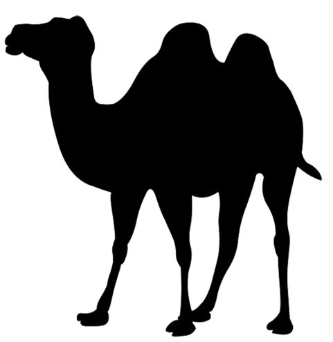 sketches of camels in the des