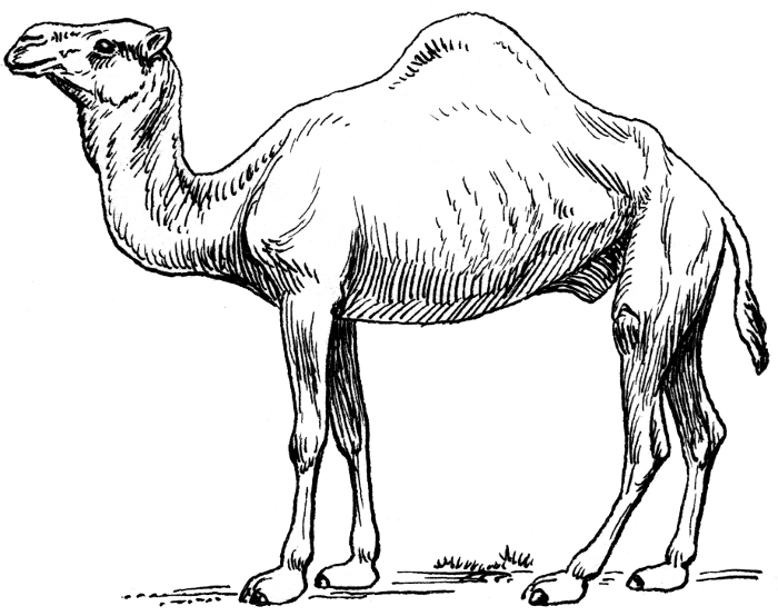 Camel PNG Black And White - 144837