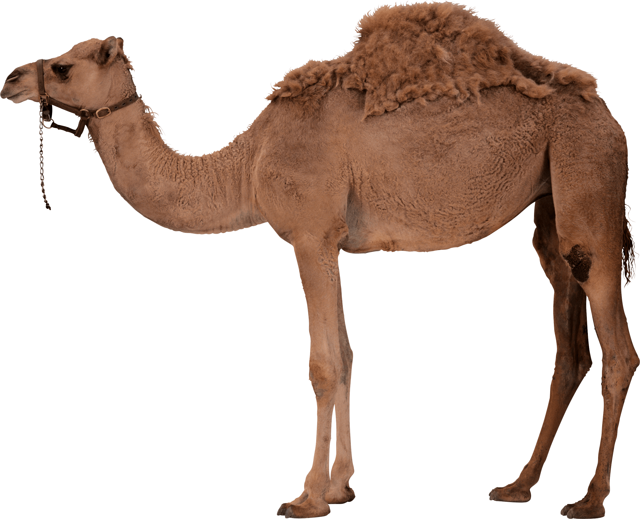 Camel PNG - 4364