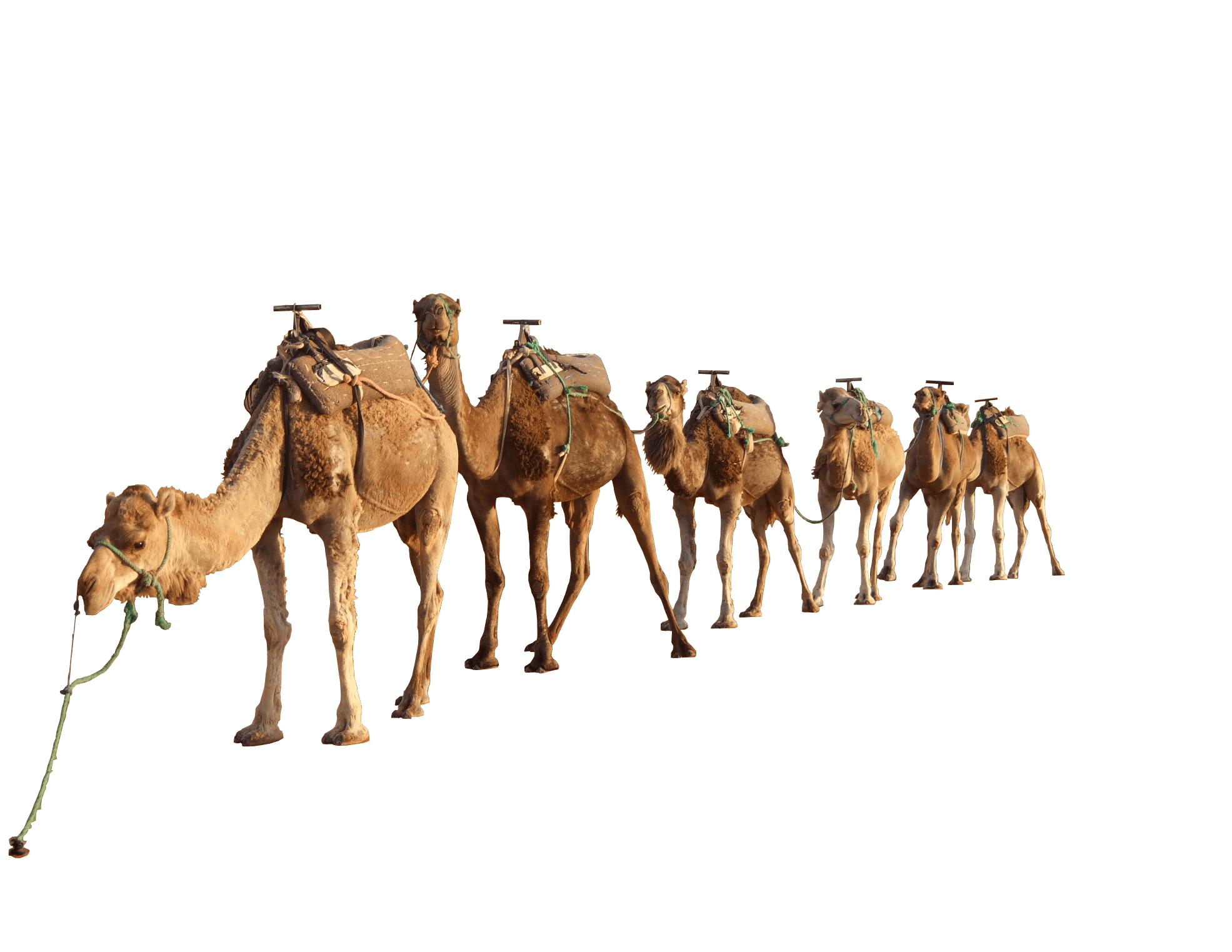 Camels In The Desert PNG-Plus