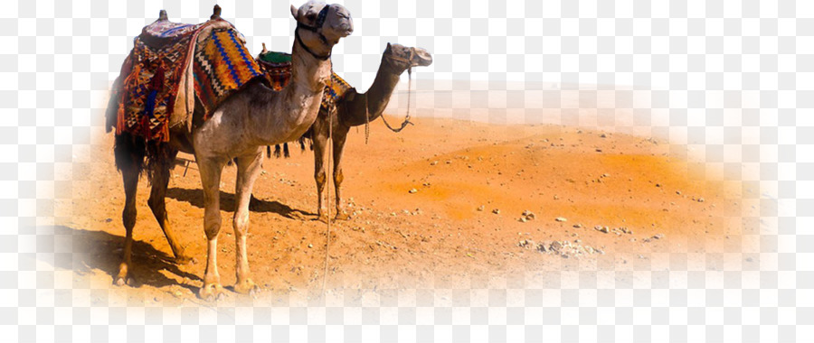 Camels In The Desert PNG - 145571