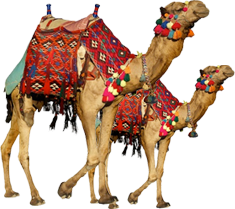 Camels In The Desert PNG - 145584