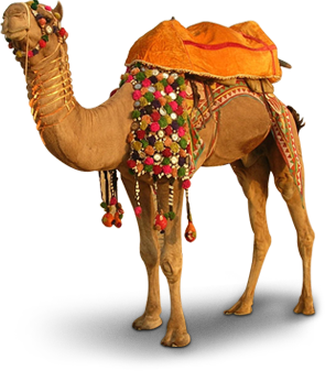Camels In The Desert PNG - 145578