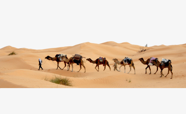 Camels In The Desert PNG - 145573