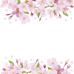 Camia Flower PNG - 152608