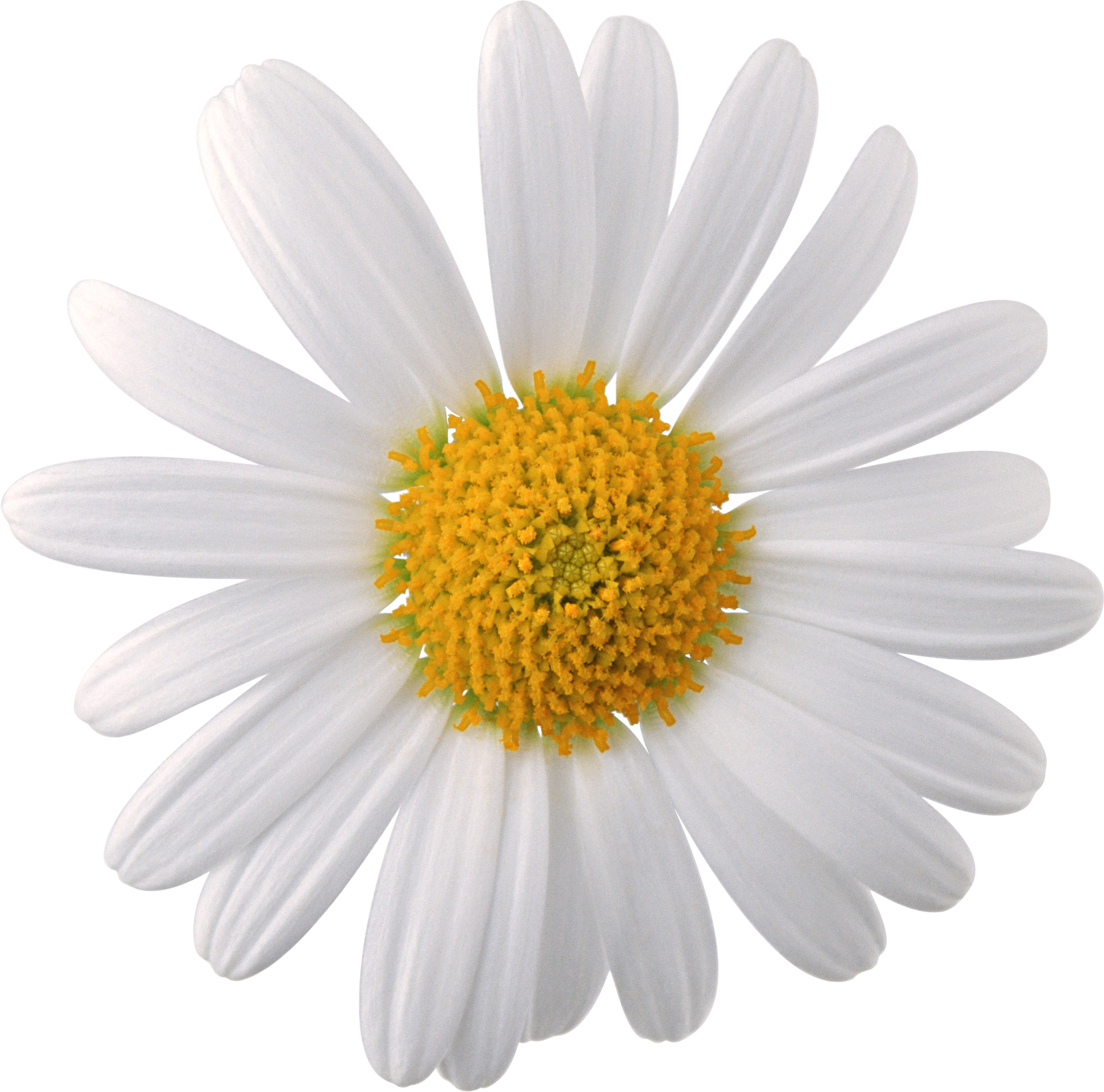 Camomile Flowers PNG