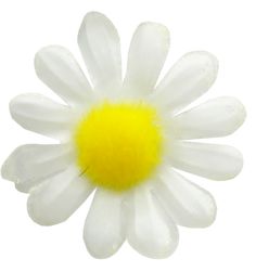 Camomile PNG image, free flow