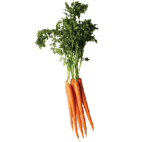 Carrot PNG - 23434