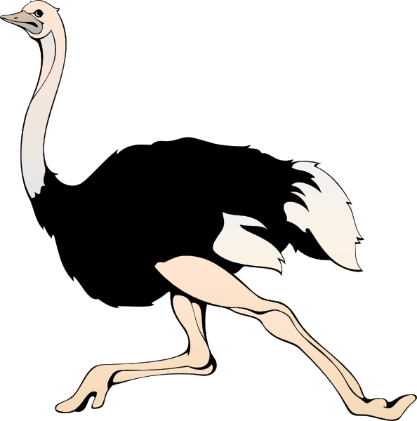 Cartoon Emu PNG - 64418