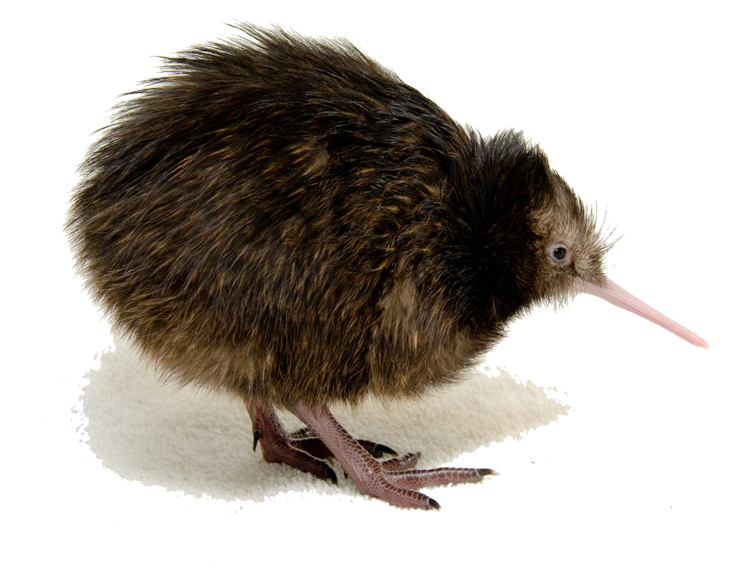 Cartoon Kiwi Bird PNG - 89040