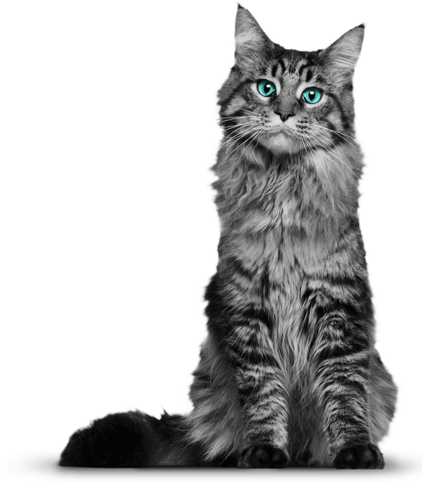 Gray Persian cat, Kitty, Love