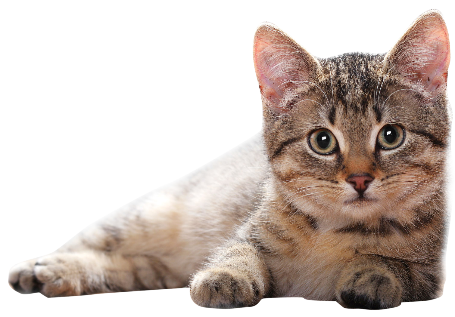 PNG File Name: Adorable Cat P
