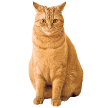 Cat PNG Transparent Background - 167191