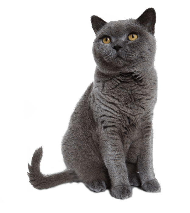 Cat PNG Transparent Backgroun