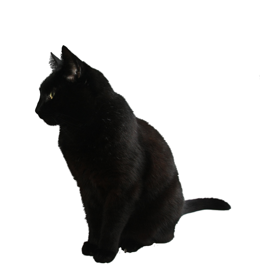 Cat PNG Transparent Background - 167186