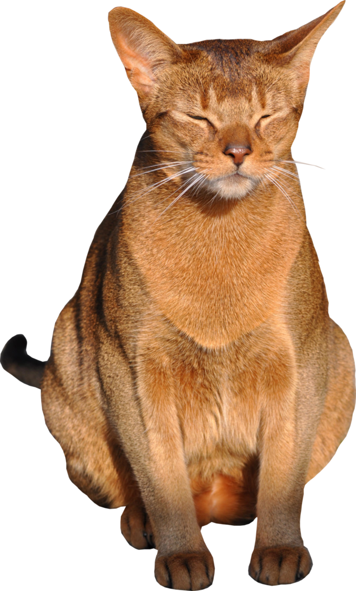 Cat PNG Transparent Background - 167179