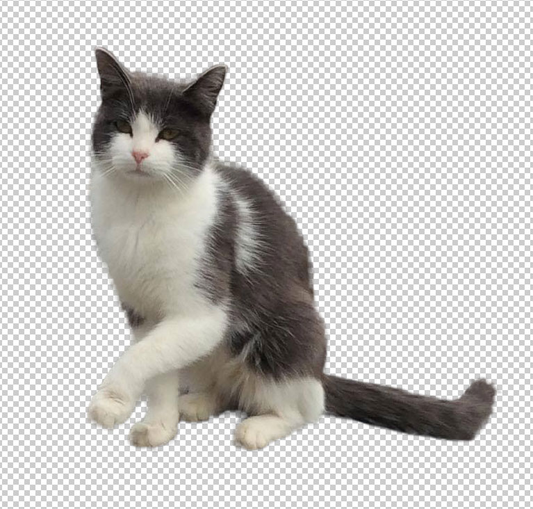 Cat PNG Transparent Background - 167181