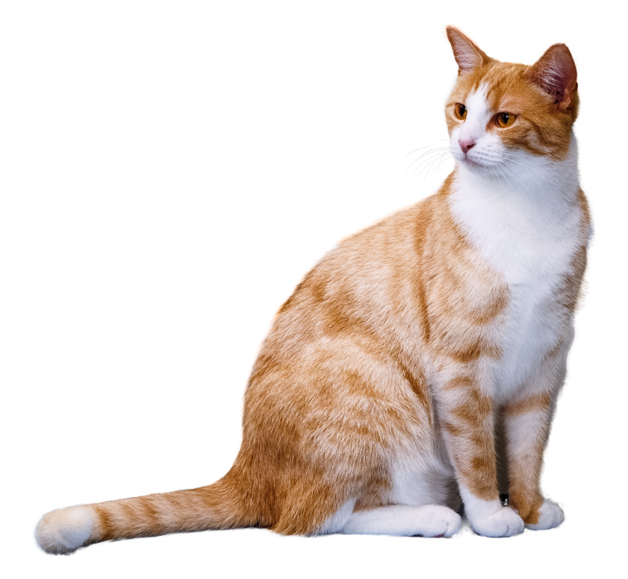 Cat PNG Transparent Background - 167182