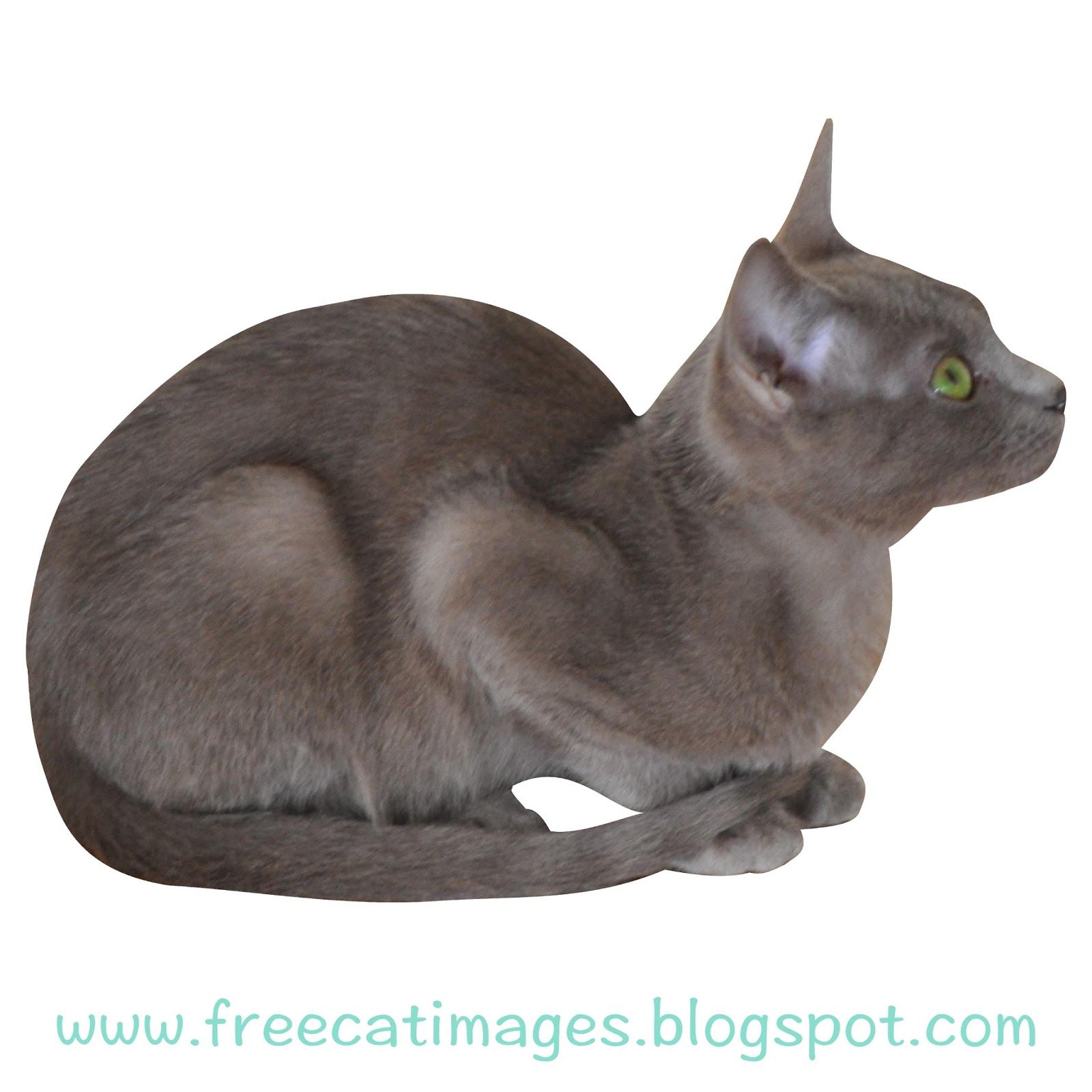 Cat PNG Transparent Background - 167187