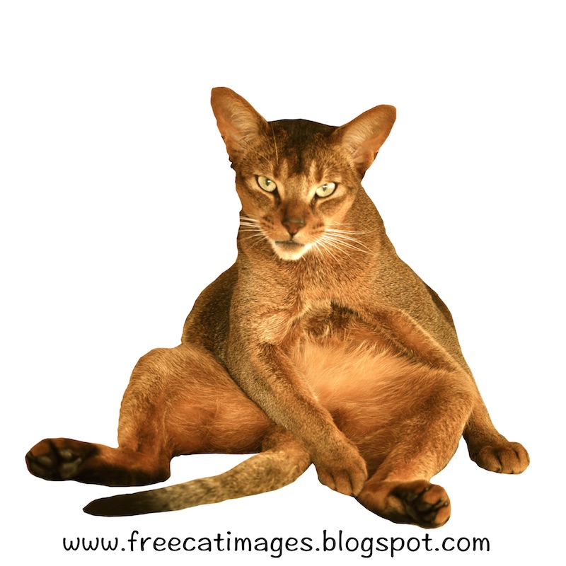 Cat PNG Transparent Background - 167183
