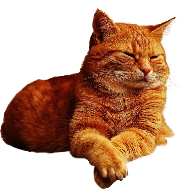 cat png with transparent back