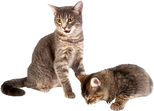Cat PNG Transparent Background - 167184