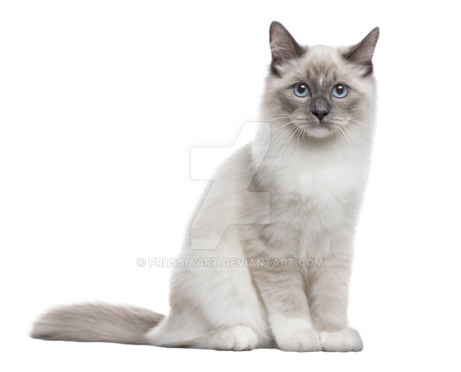 Cat PNG Transparent Background - 167189