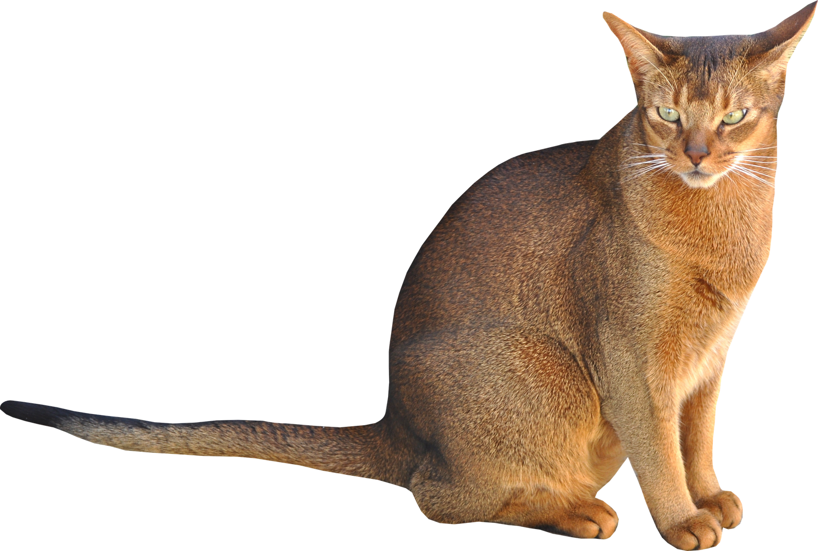 Cat PNG Transparent Background - 167185