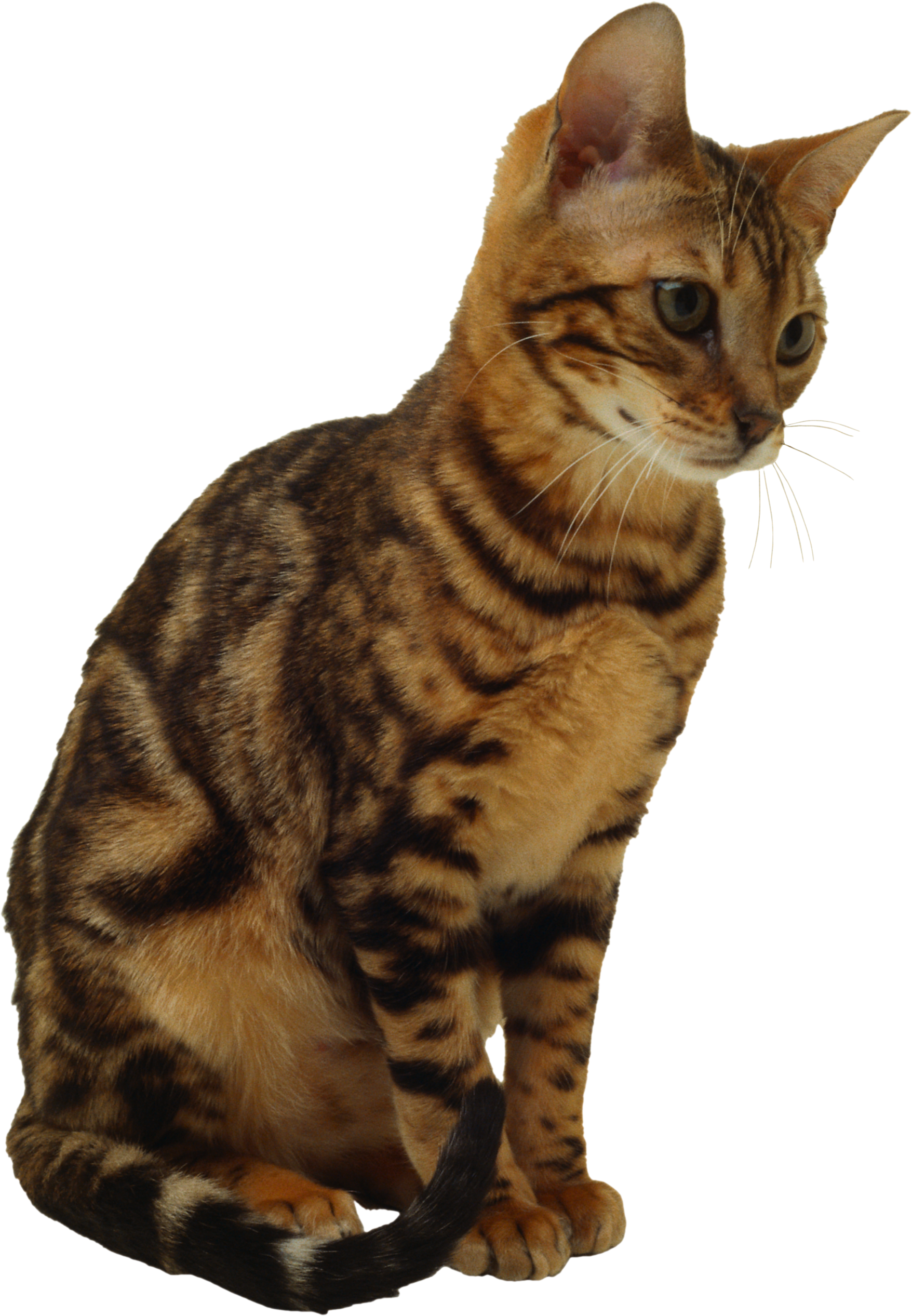 Cat PNG Transparent Background - 167180