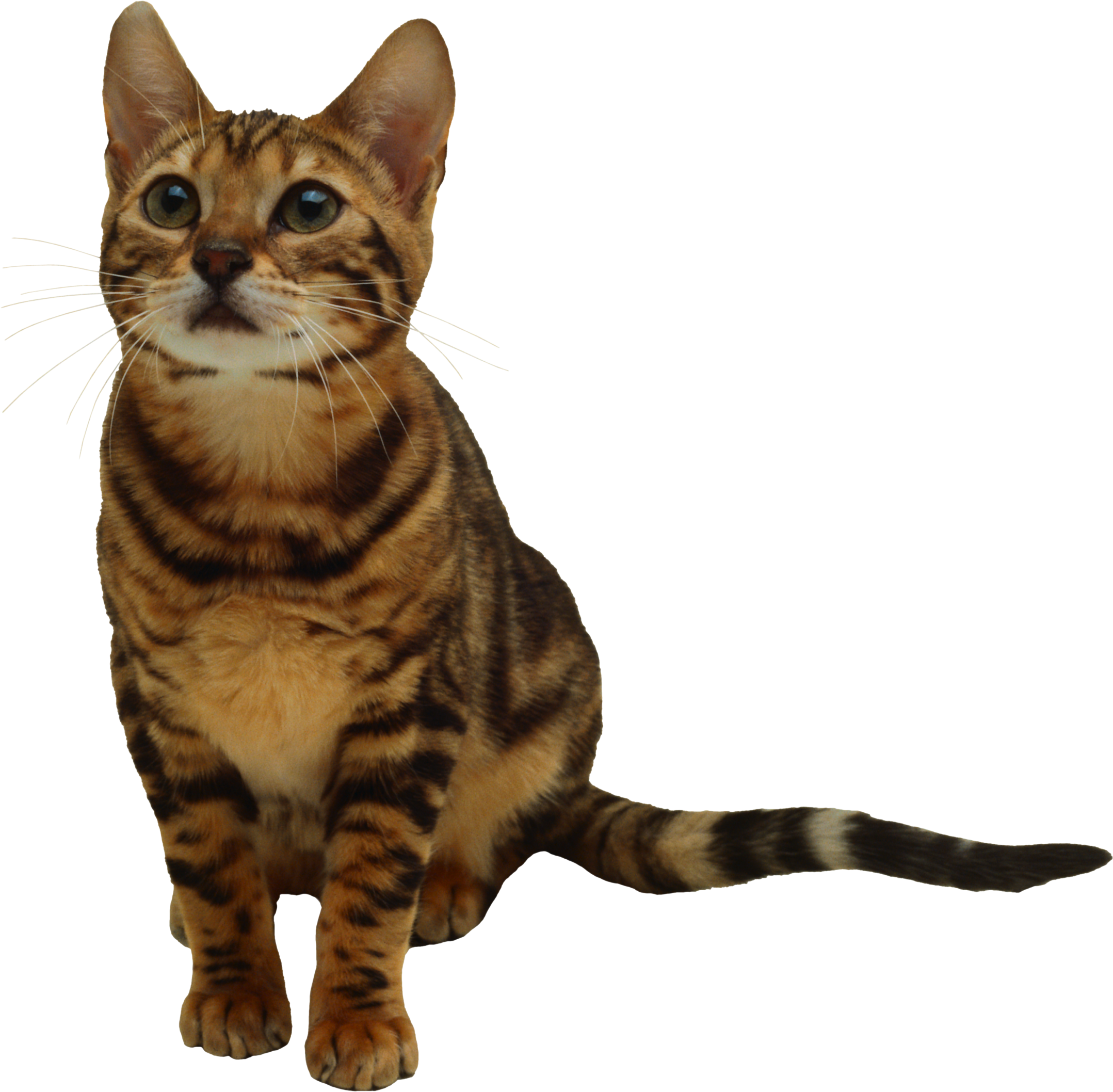 Cat PNG Transparent Background - 167178