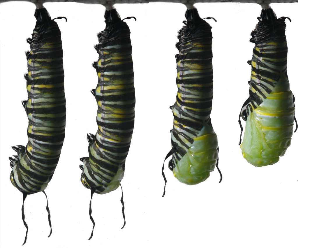 Caterpillar Into Butterfly PNG - 157062