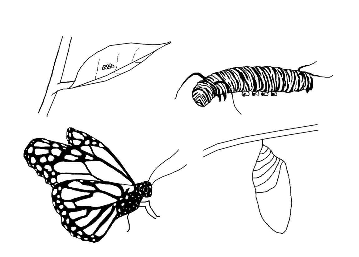Caterpillar Into Butterfly PNG - 157061