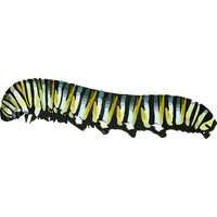 Caterpillar PNG - 1773