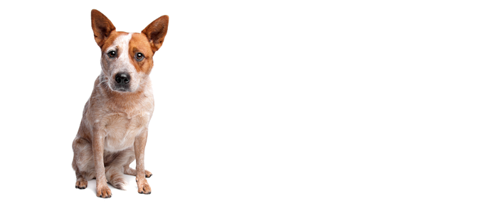 Cattle Dog PNG - 161619