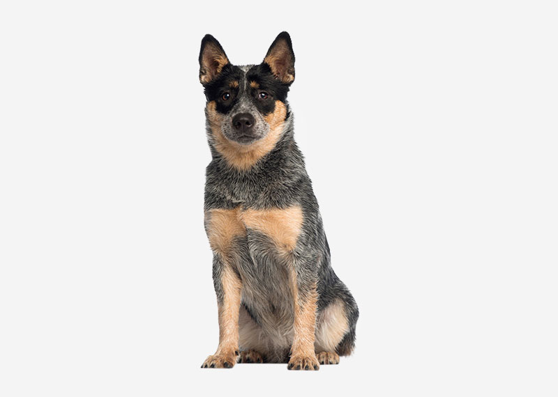 Cattle Dog PNG - 161631