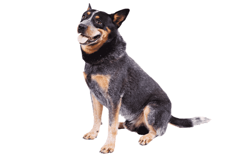 Cattle Dog PNG-PlusPNG.com-31
